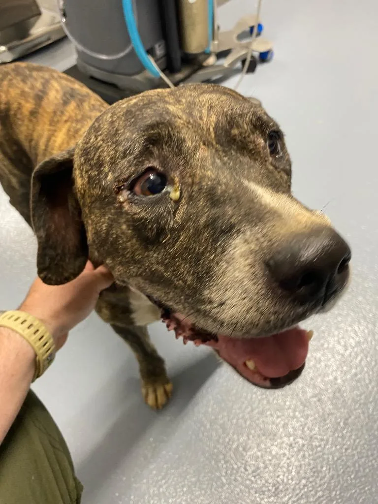 An adult large-sized female Mixed Breed dog named Chong for adoption in Cartersville , GA