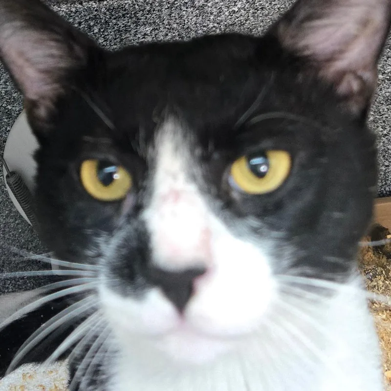 Rocco thumbnail 2