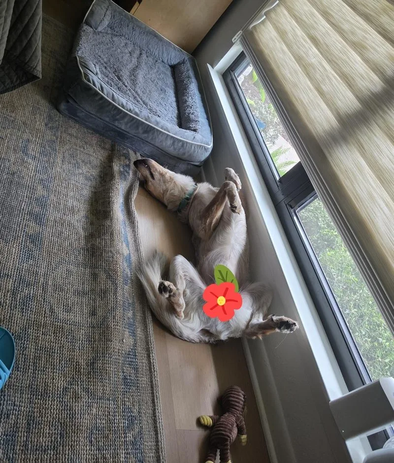 A young medium-sized male Cattle Dog dog named Mac 🐕 for adoption in San Antonio, TX