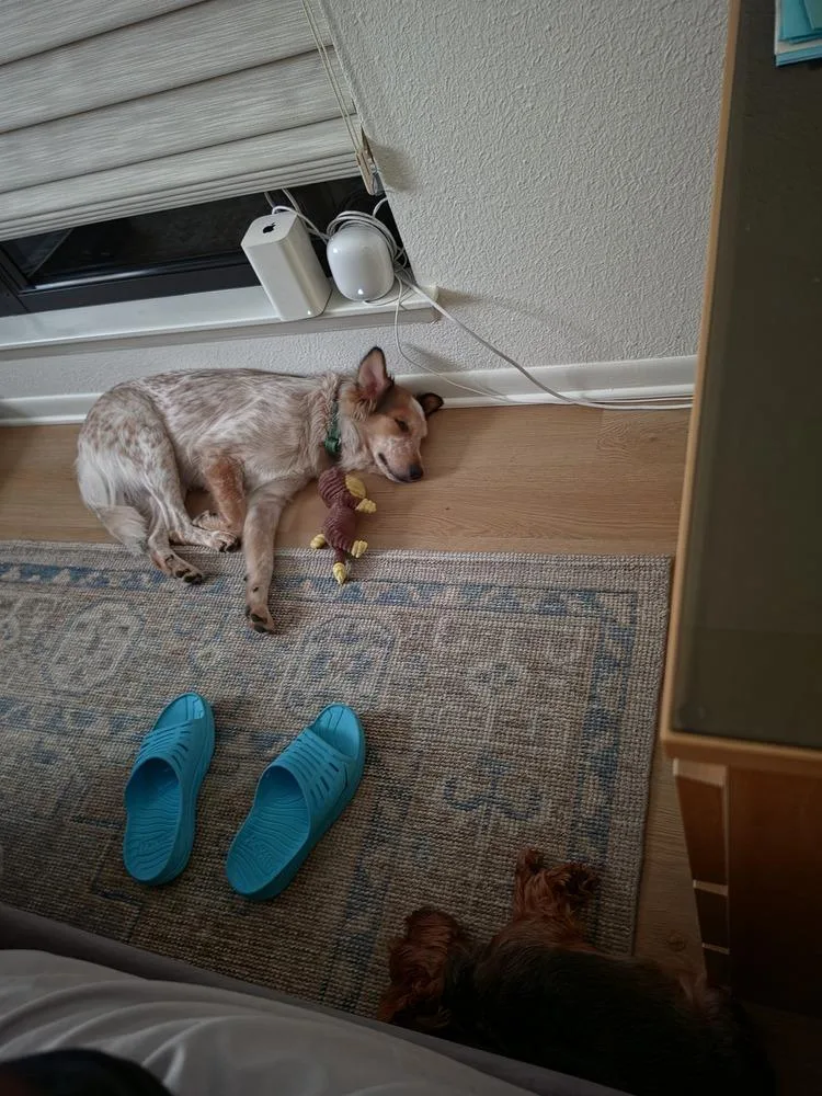 Mac 🐕 thumbnail 3