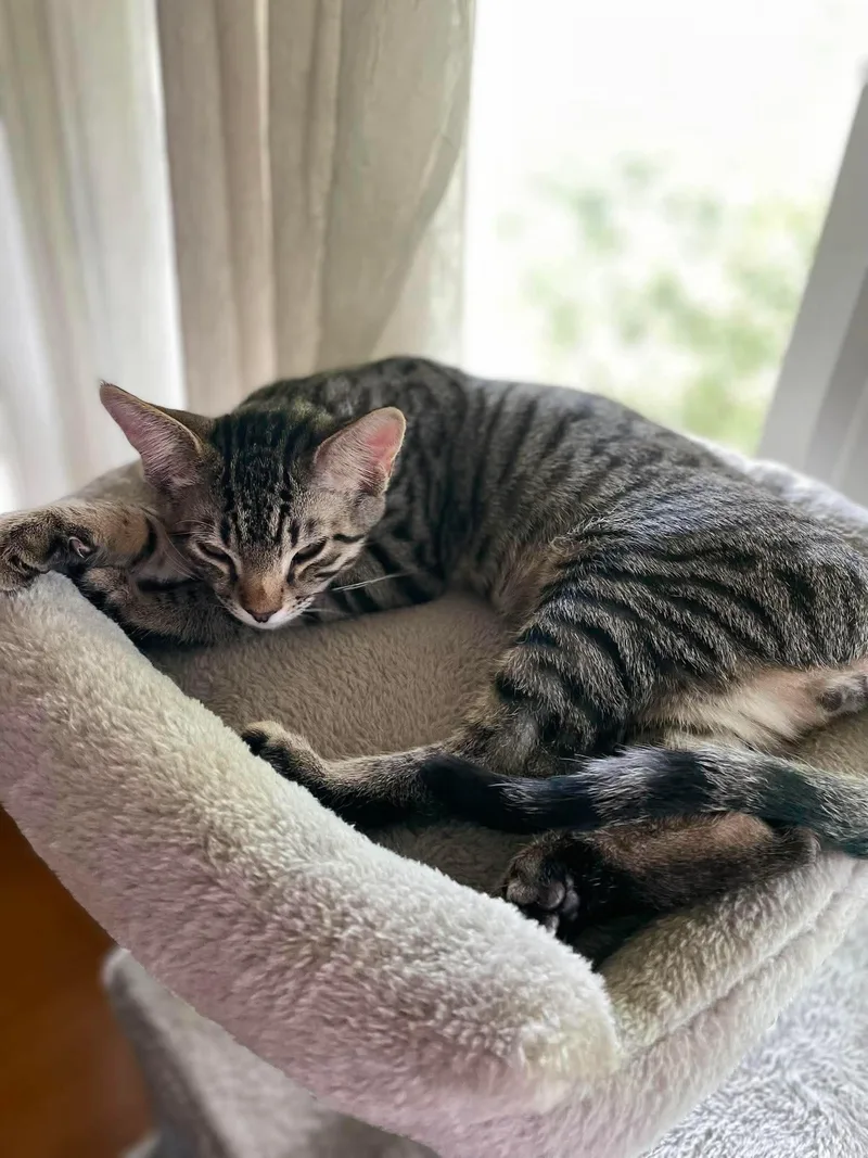 A baby small-sized male Tabby (Brown / Chocolate) Domestic Short Hair cat named Rally for adoption in Hartville, OH