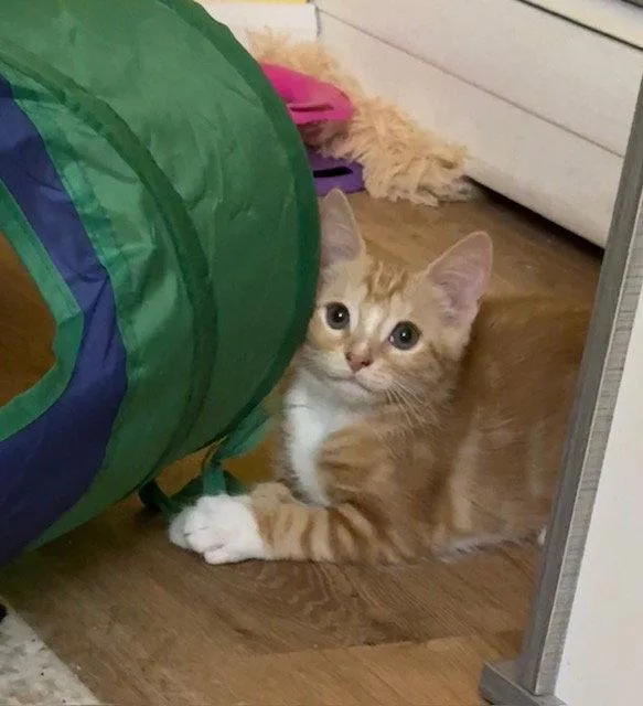 A baby small-sized female Orange & White Domestic Short Hair cat named Sorbet for adoption in Harrisburg, PA