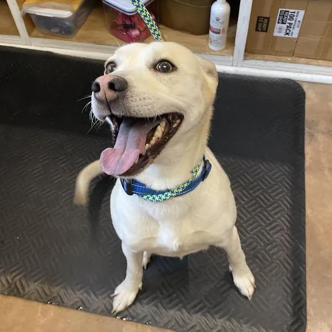An adult medium-sized female White / Cream Husky dog named Piper for adoption in Deerfield, IL