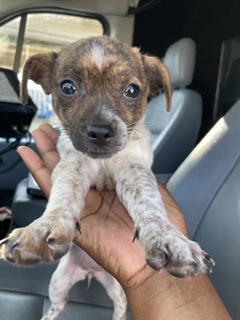 A baby small-sized female Mixed Breed dog named Gucci for adoption in Dallas, TX