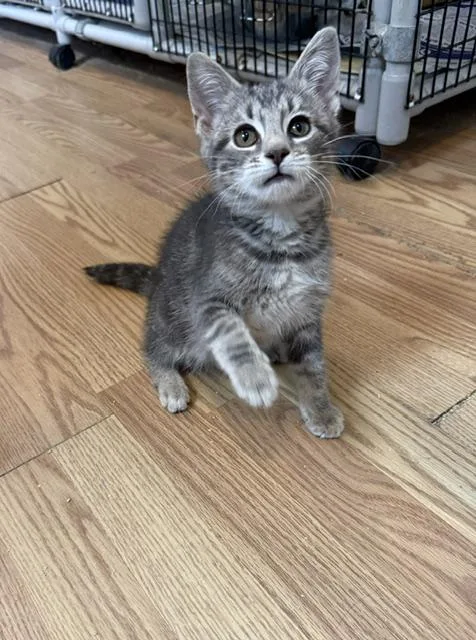 A baby medium-sized male Tabby (Gray / Blue / Silver) Domestic Short Hair cat named Charlie for adoption in Millerstown, PA
