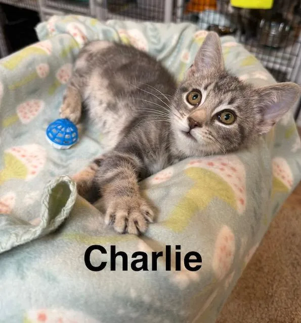 Charlie thumbnail 2