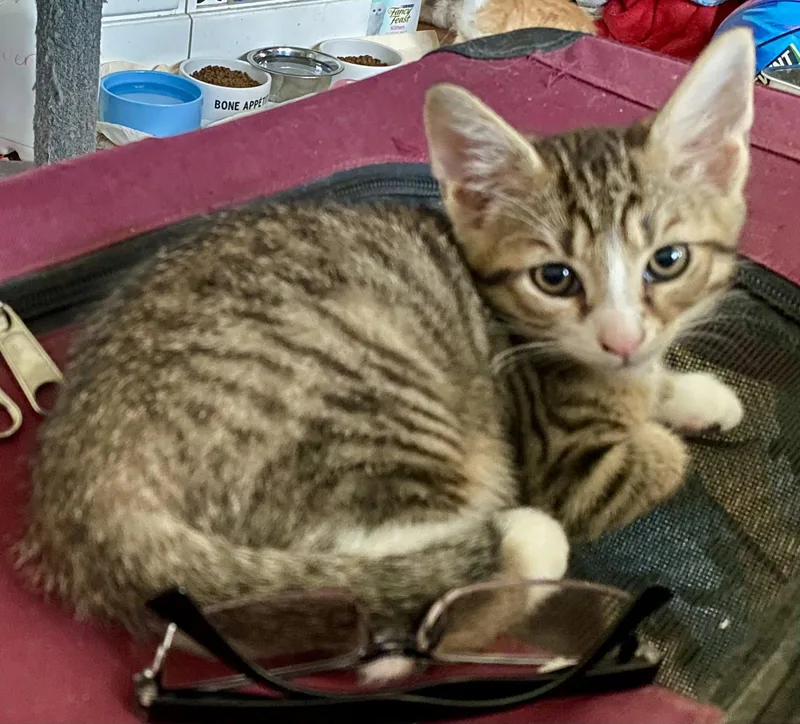 A baby medium-sized male Tabby cat named Chandler for adoption in Versailles, KY