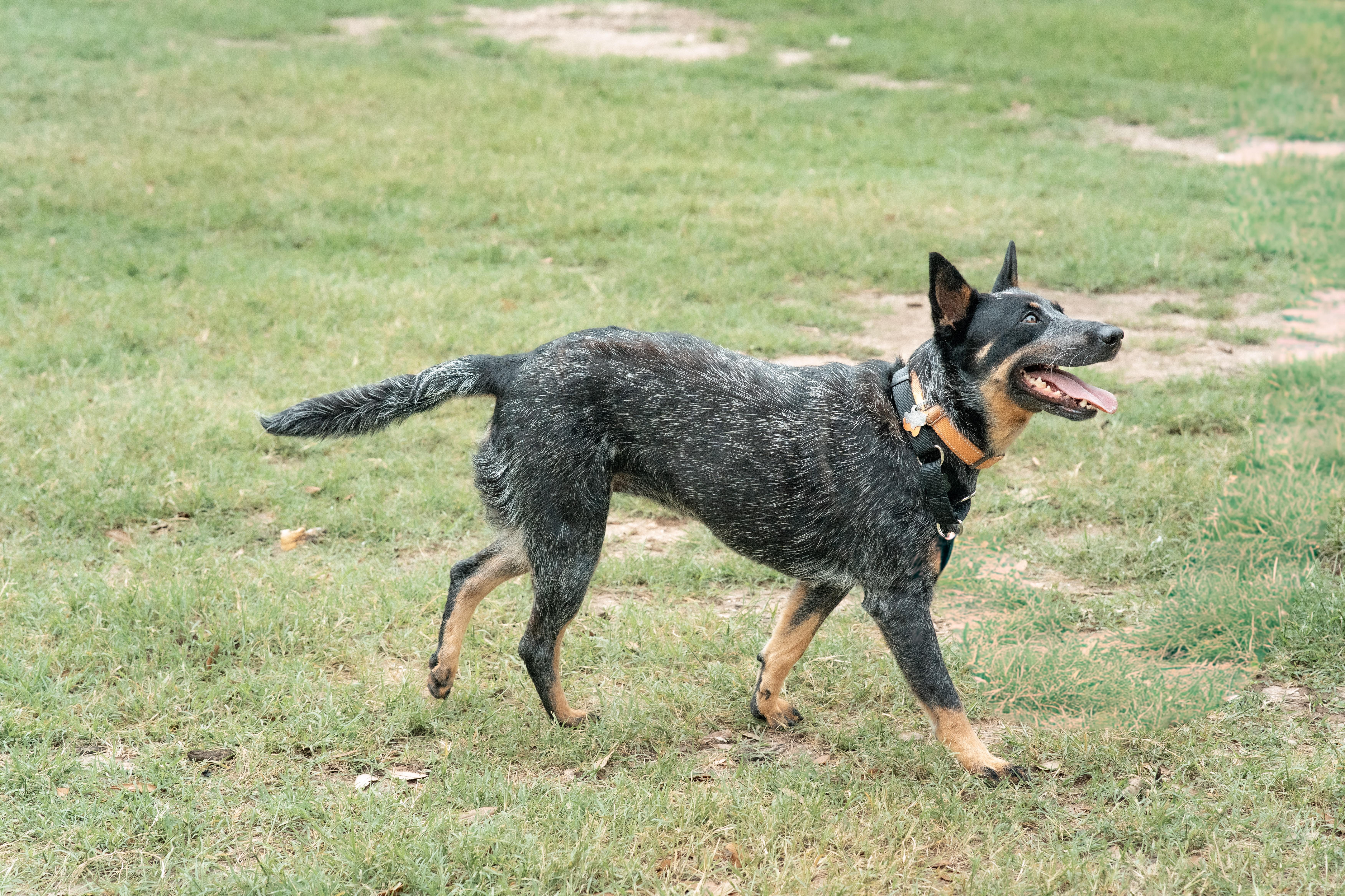 An adult medium-sized female Gray / Blue / Silver Australian Cattle Dog / Blue Heeler dog named Kandy for adoption in Fort Worth, TX