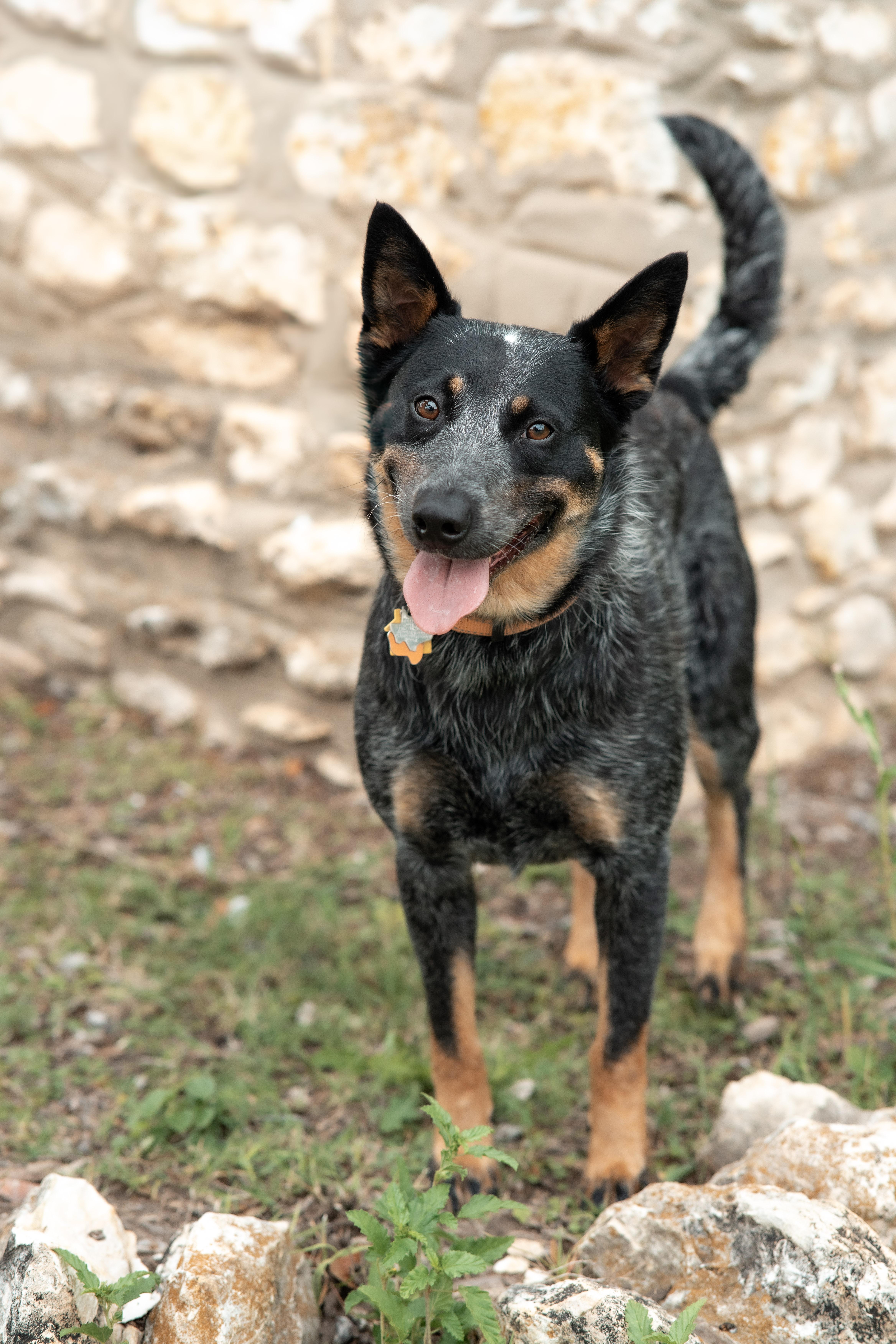 Kandy thumbnail 3