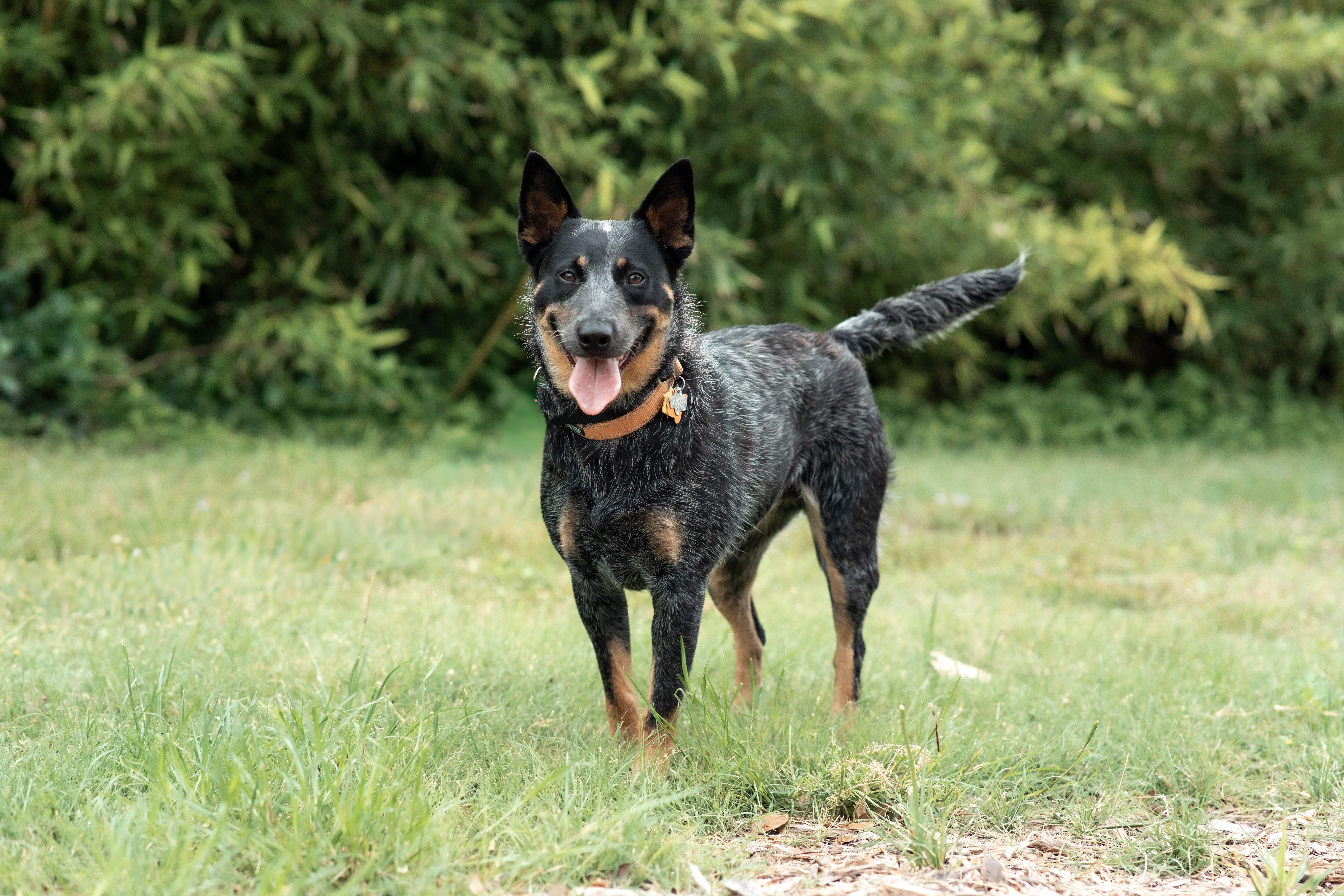 Kandy thumbnail 4