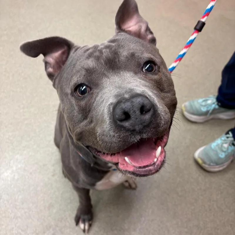 An adult large-sized male Gray / Blue / Silver Mixed Breed dog named Dexter for adoption in Birdsboro, PA