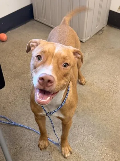 A young medium-sized female Yellow / Tan / Blond / Fawn Pit Bull Terrier dog named Nova for adoption in Cleveland, OH