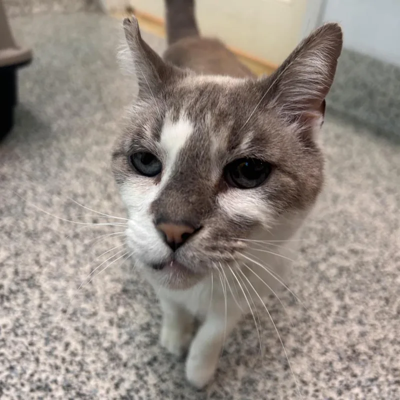 A senior large-sized male White Domestic Short Hair cat named Grunkle for adoption in Fresno, CA