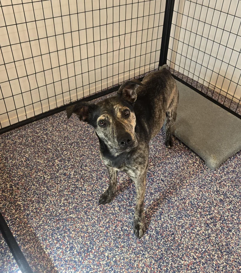 A young large-sized female Australian Terrier dog named Brownie for adoption in Cattaraugus, NY