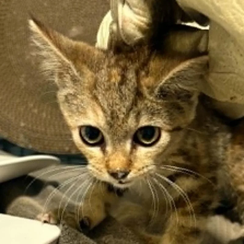A baby small-sized female Torbie Domestic Short Hair cat named Roman Candle for adoption in Gordonsville, TN