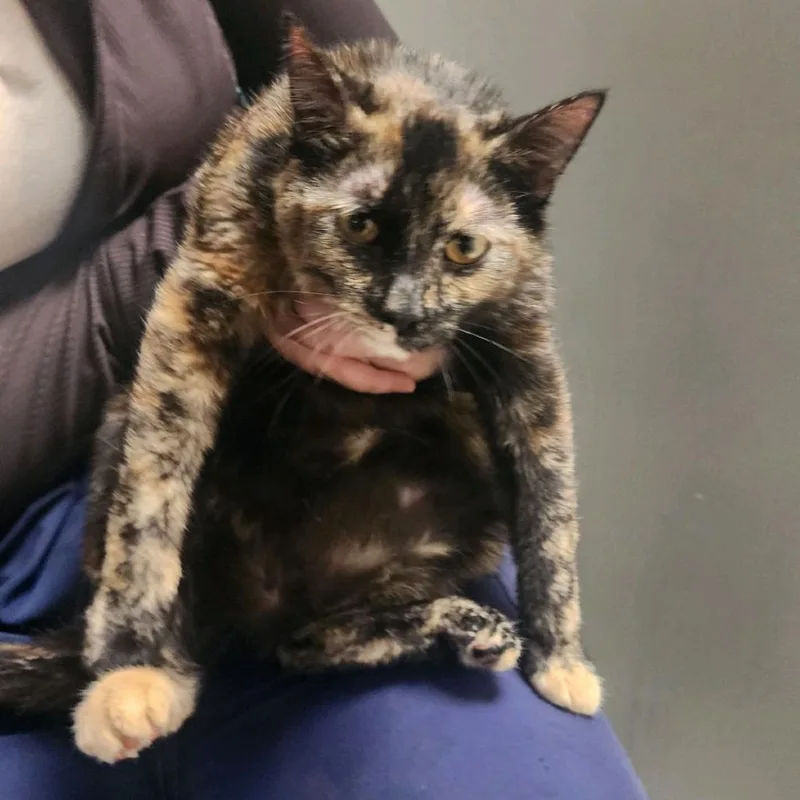 An adult medium-sized female Tortoiseshell Domestic Medium Hair cat named Hazel for adoption in Charleston, WV
