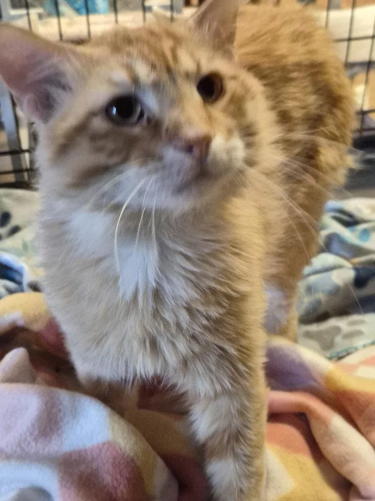 A young medium-sized male Domestic Long Hair cat named Elmer for adoption in O'Fallon, MO