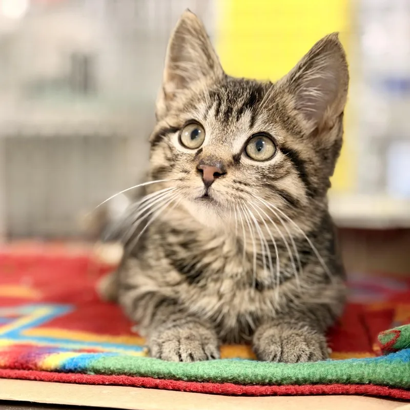 A baby medium-sized male Tabby (Brown / Chocolate) Domestic Short Hair cat named Mr. Kismet for adoption in Jackson, NJ