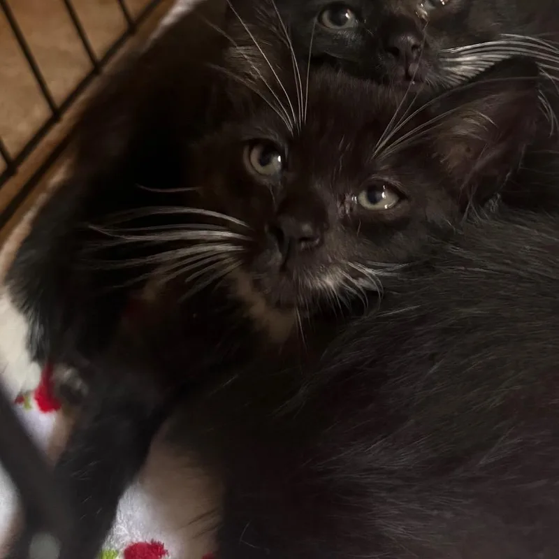 A baby small-sized male Black Domestic Short Hair cat named Propel Paul for adoption in Wilmington, DE