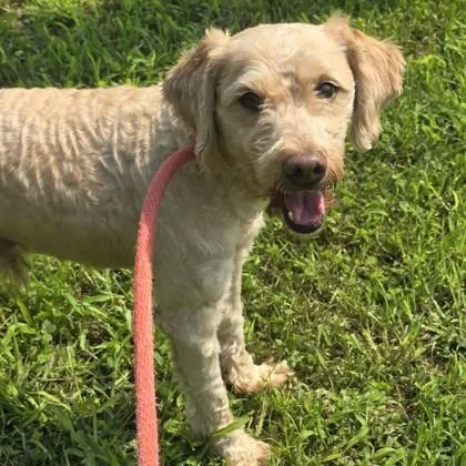 An adult medium-sized male Miniature Poodle dog named Ricola for adoption in Philadelphia, PA
