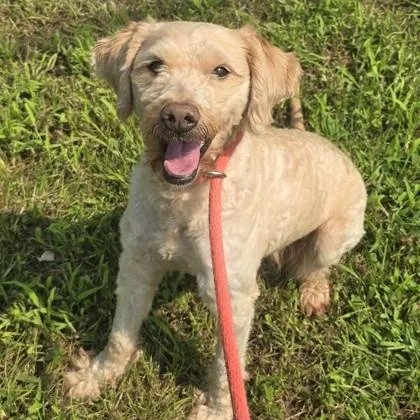 Ricola thumbnail 2
