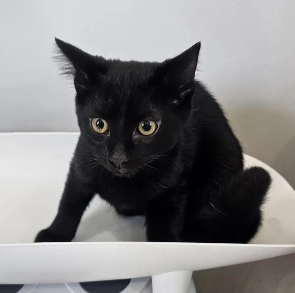A baby medium-sized female Domestic Short Hair cat named Binx for adoption in Cleveland, TN