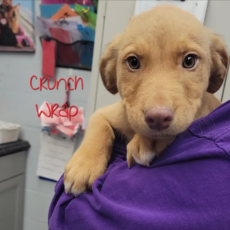 Crunch Wrap