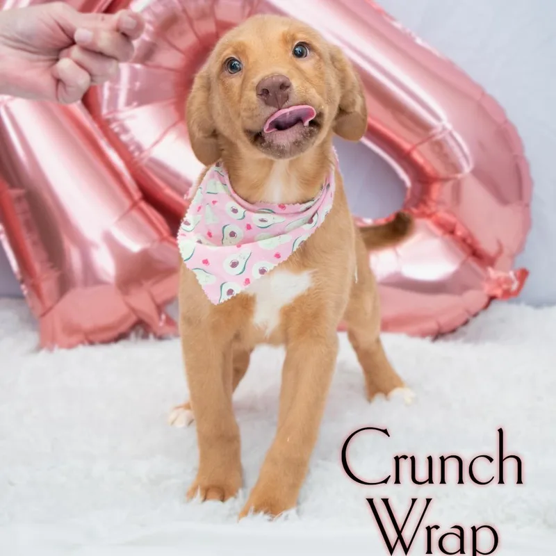 Crunch Wrap thumbnail 2