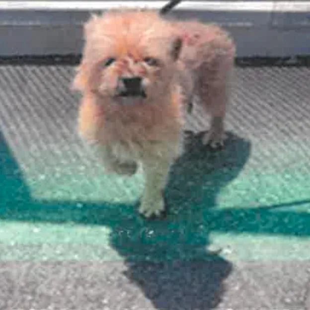 An adult small-sized male Brown / Chocolate Cairn Terrier dog named Einstein A for adoption in Mission Hills, CA