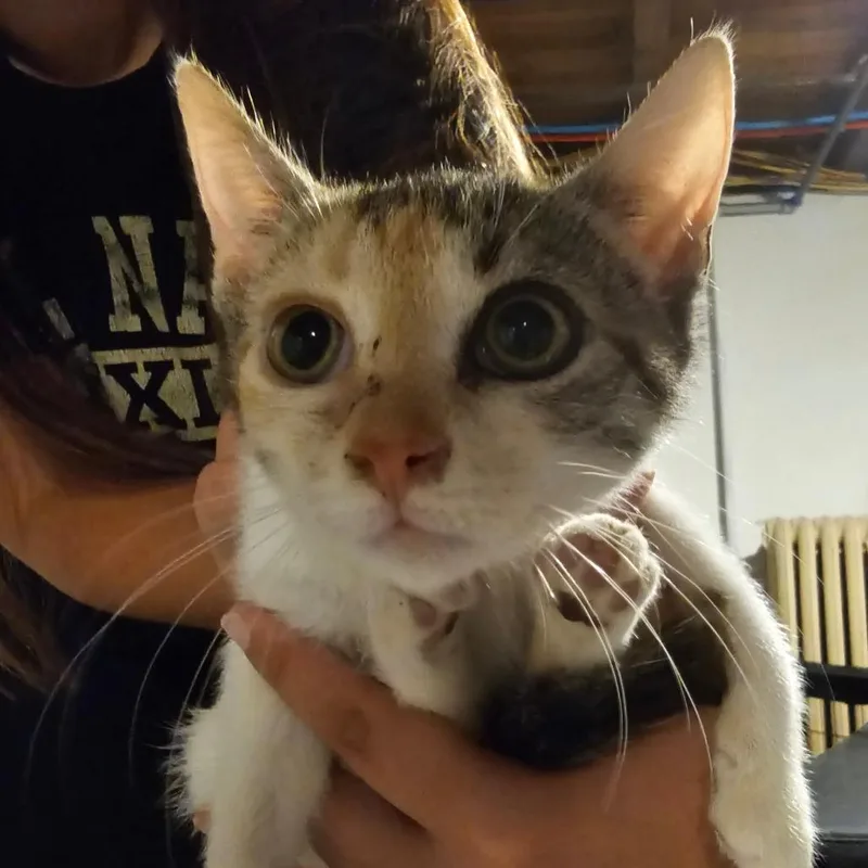A baby small-sized female Calico Domestic Short Hair cat named Halo for adoption in Ringtown, PA