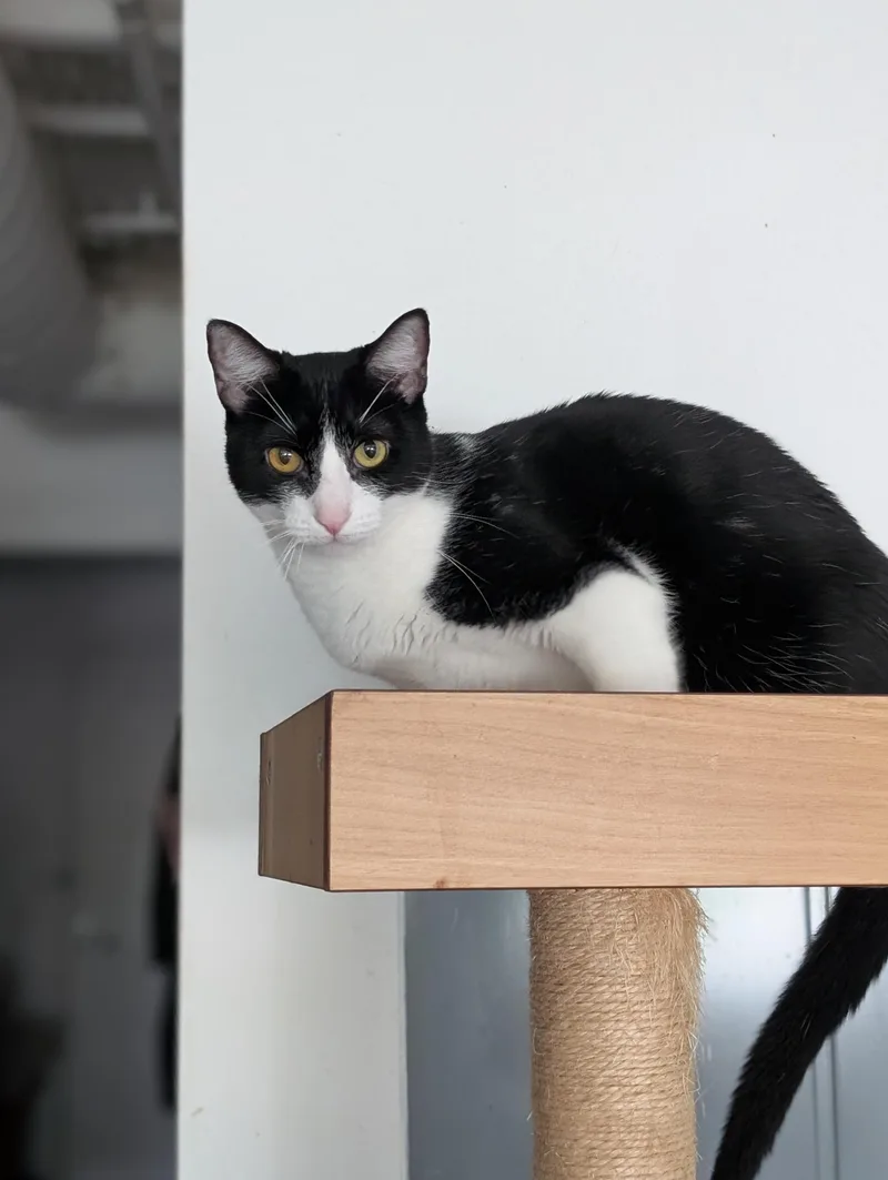An adult medium-sized male Black & White / Tuxedo Tuxedo cat named Freddie Meowcury for adoption in Pearland, TX
