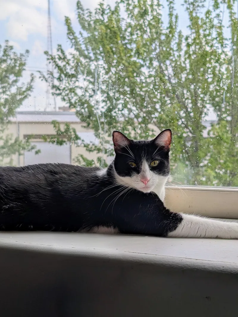 Freddie Meowcury thumbnail 2