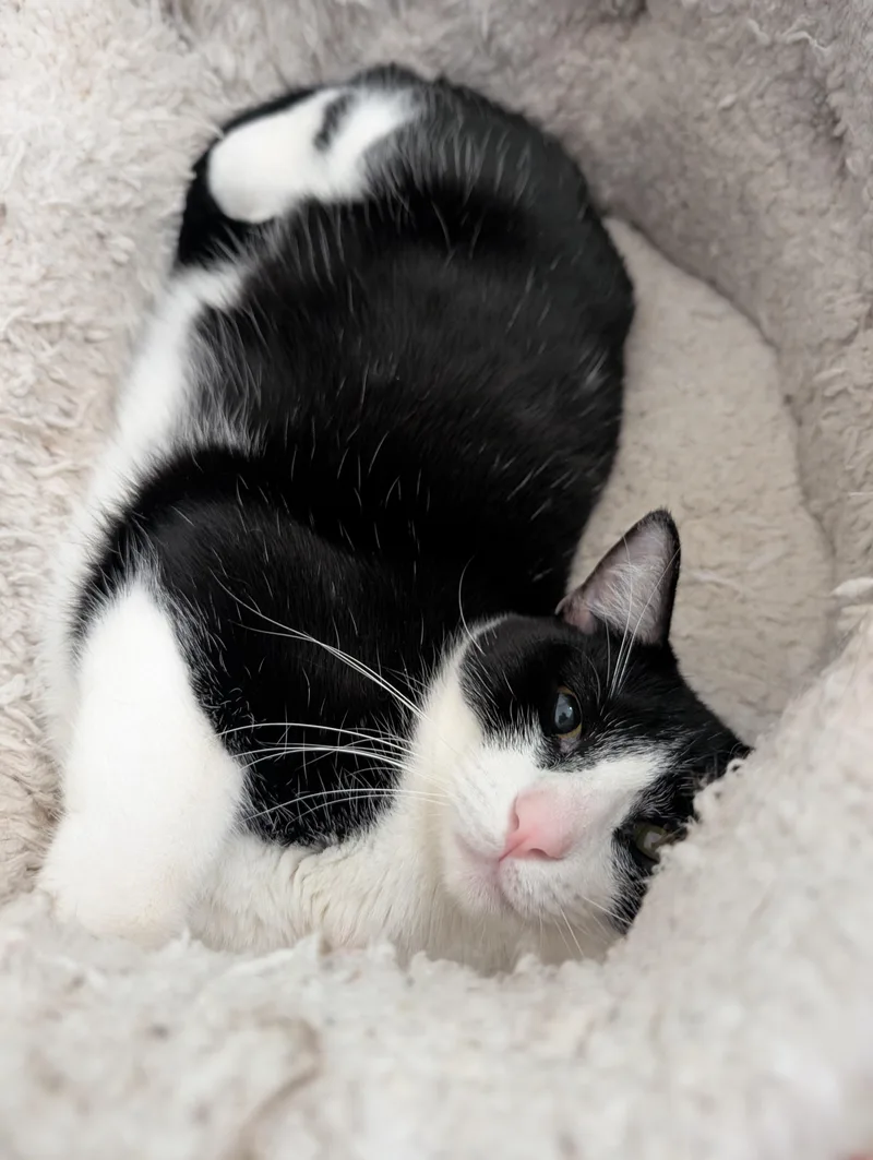 Freddie Meowcury thumbnail 3