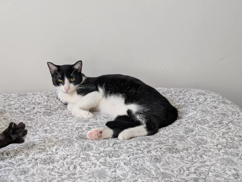 Freddie Meowcury thumbnail 4