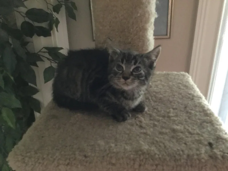 A senior small-sized female Tabby cat named Maddie for adoption in Oviedo, FL