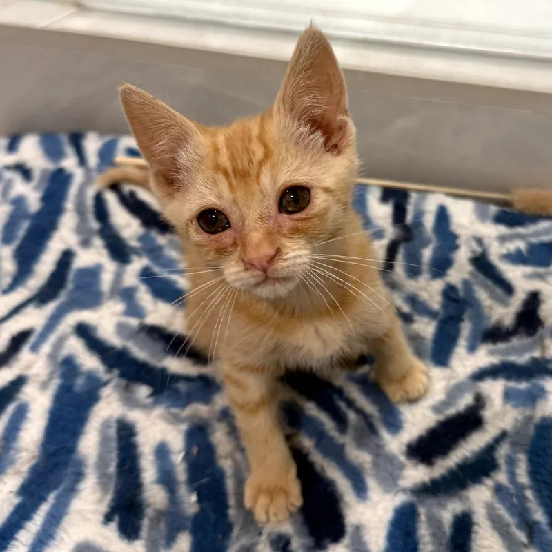 A baby small-sized male Orange / Red Domestic Short Hair cat named Biscuit for adoption in Long Beach, CA