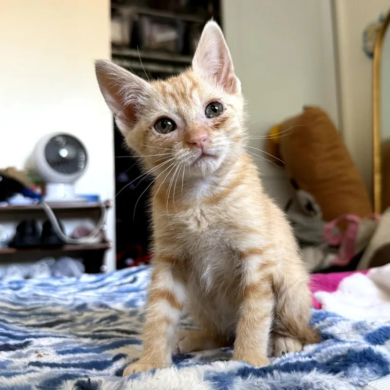 Biscuit thumbnail 2