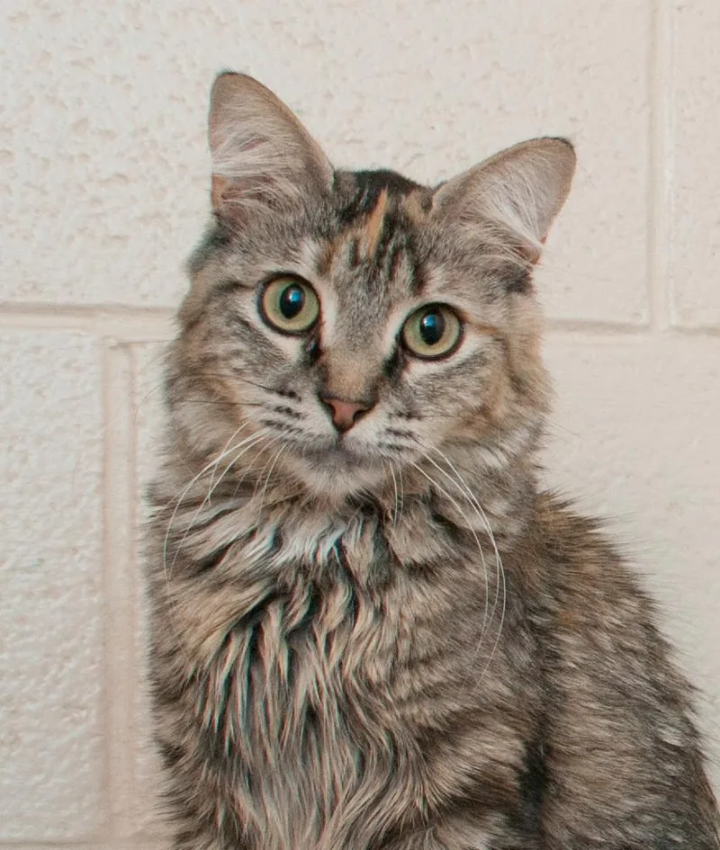 An adult medium-sized female Torbie cat named Doe for adoption in Westminster, CO