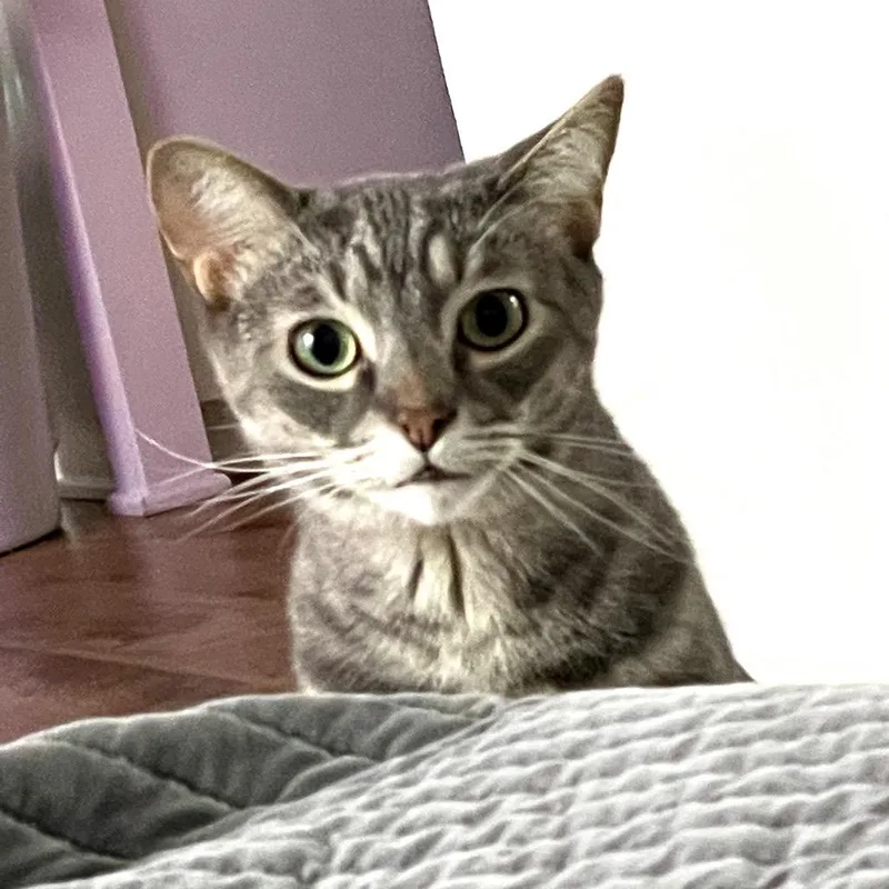 An adult medium-sized male Gray / Blue / Silver Domestic Short Hair cat named Brisco for adoption in Long Beach, CA