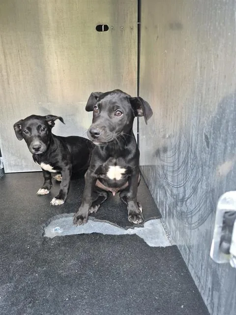A baby small-sized male American Staffordshire Terrier dog named Bo Rai Cho for adoption in San Antonio, TX