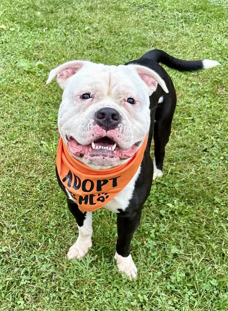 A young medium-sized male American Bulldog dog named Cowboy for adoption in Spring Lake, NJ