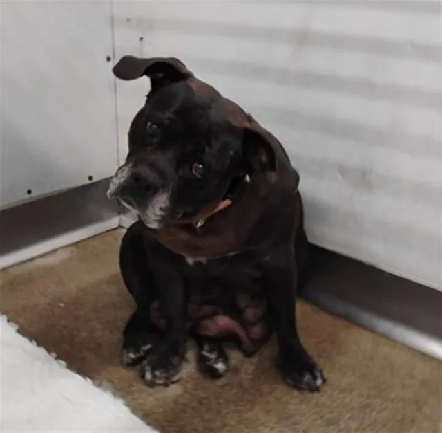A senior medium-sized female Pit Bull Terrier dog named Gonja for adoption in San Bernardino, CA