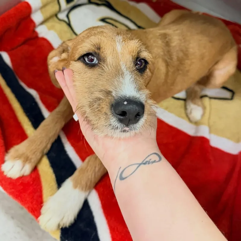 A baby medium-sized female Terrier dog named Buffy for adoption in Henderson, NV