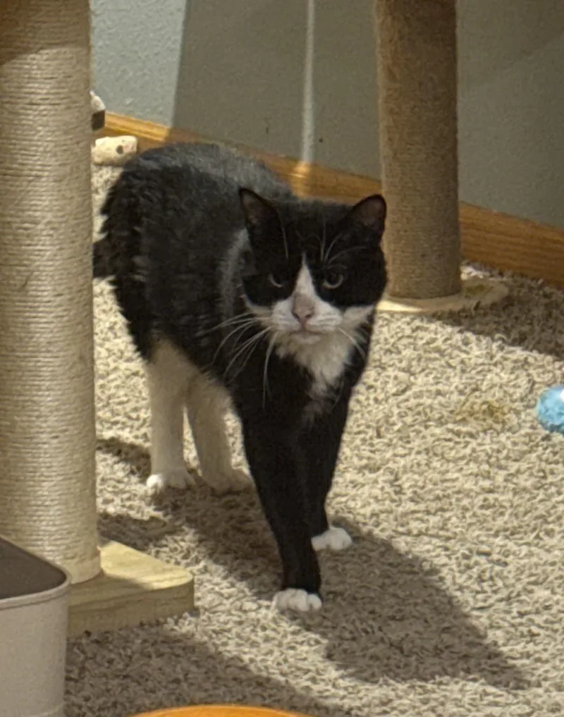 Sherlock thumbnail 2