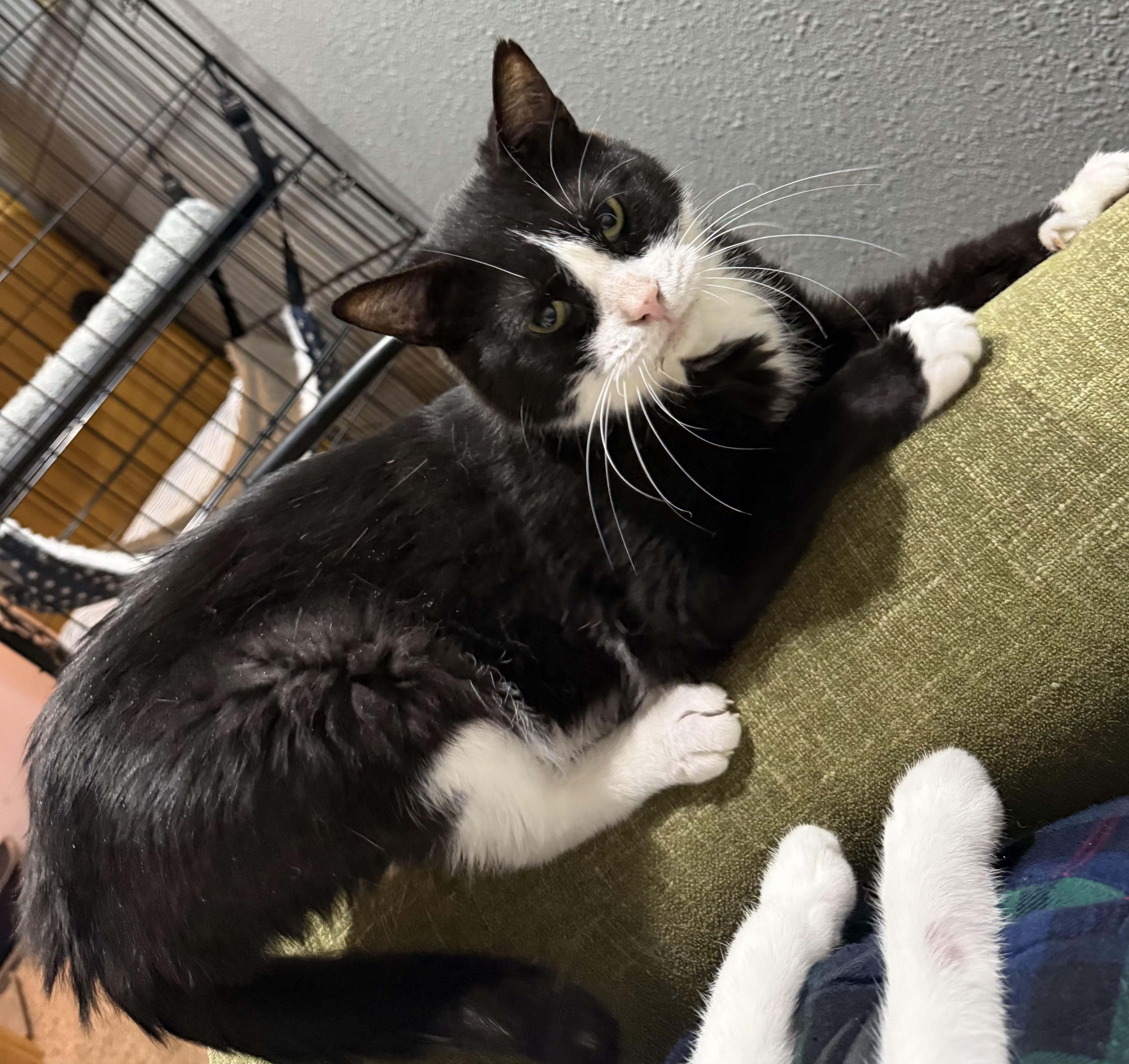 Sherlock thumbnail 3