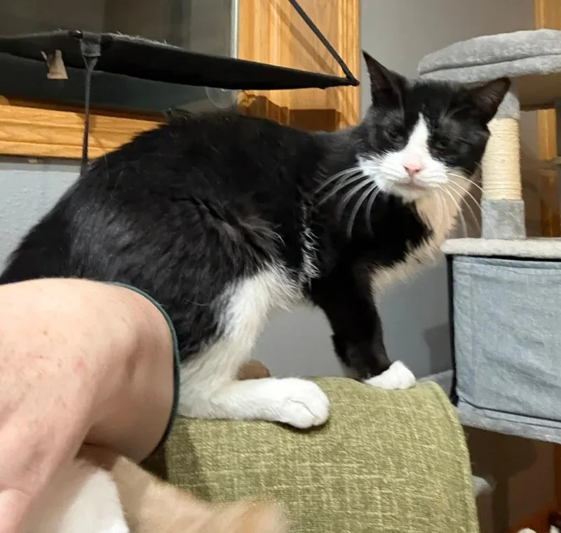 Sherlock thumbnail 4