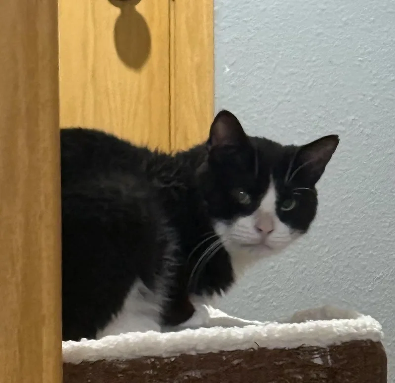 Sherlock thumbnail 5