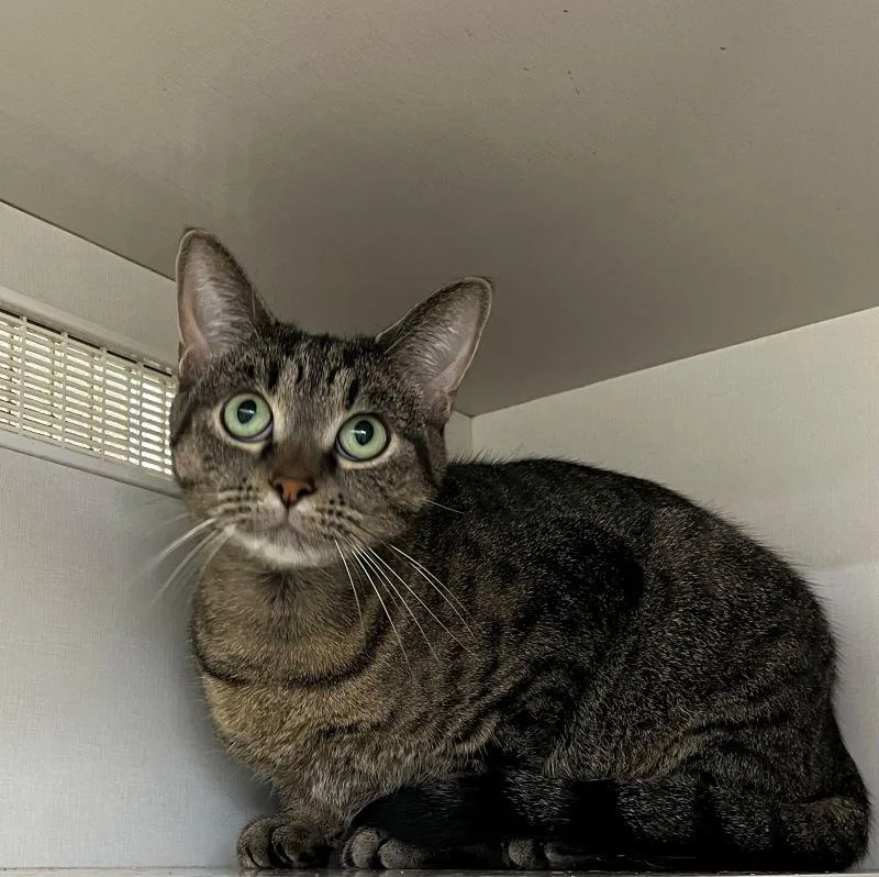 A young medium-sized female Domestic Short Hair cat named Kassandra for adoption in Genoa, IL