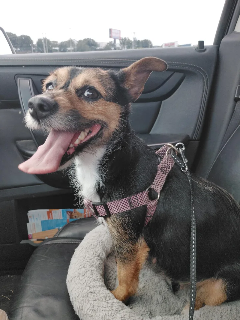 An adult small-sized female Tricolor (Brown, Black, & White) Chorkie dog named Chaquita for adoption in Garland, TX