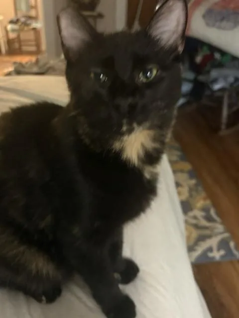 A young small-sized female Domestic Short Hair cat named Annie for adoption in Crescent City, FL